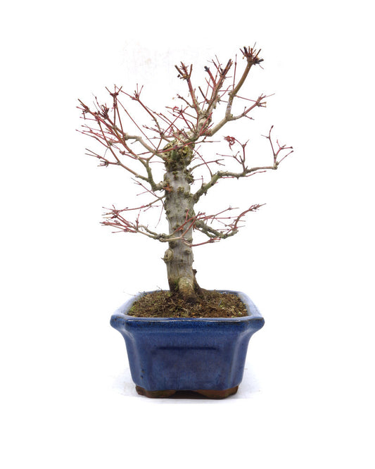 Buiten Bonsai Acer palmatum blauwe Mokko pot 21cm, hoogte 36cm