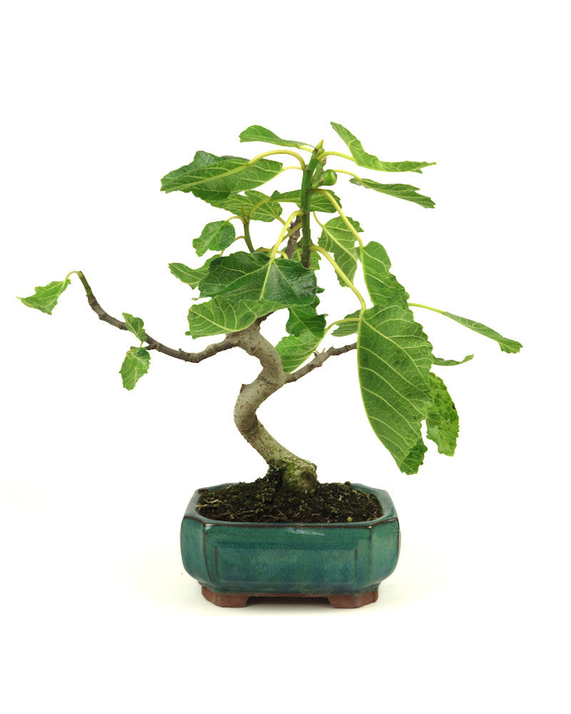 Außenbonsai Ficus carica grüner Mokko-Schale 15 cm, Höhe 36 cm