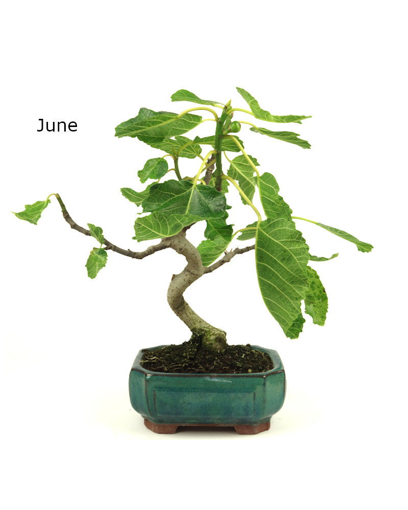 Buiten Bonsai Ficus carica groene Mokko pot 15cm, hoogte 36cm