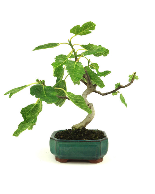 Buiten Bonsai Ficus carica groene Mokko pot 15cm, hoogte 36cm