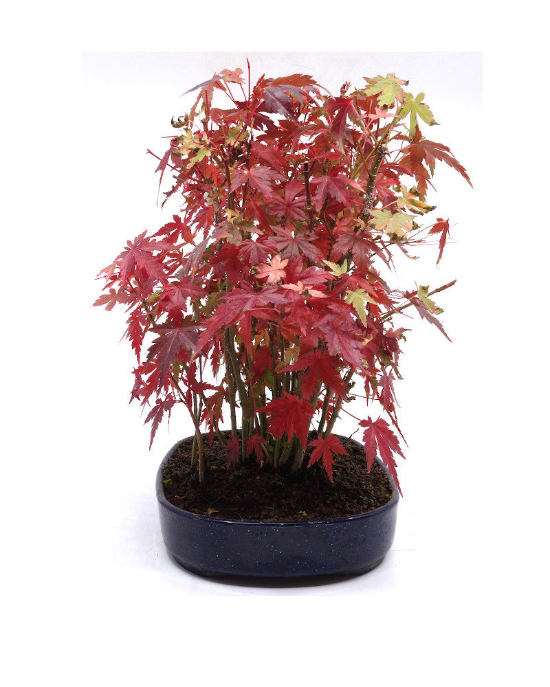 Buiten Bonsai Acer palmatum plastic blauwe ovale pot 22cm, hoogte 32cm