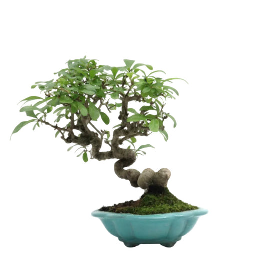 Shohin Außenbonsai Ligustrum obtusifolium blaue Schale 17 cm, Höhe 25 cm