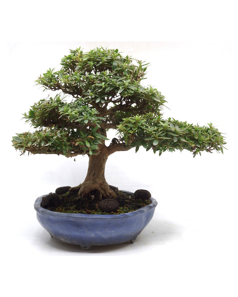 Buiten Bonsai Rhododendron 'Kinsai' blauwe lotus pot 22cm, hoogte 30cm