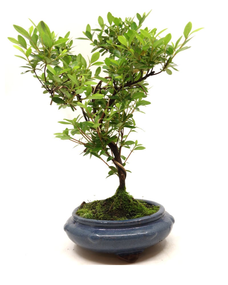 Außenbonsai Rhododendron rund blau 20 cm