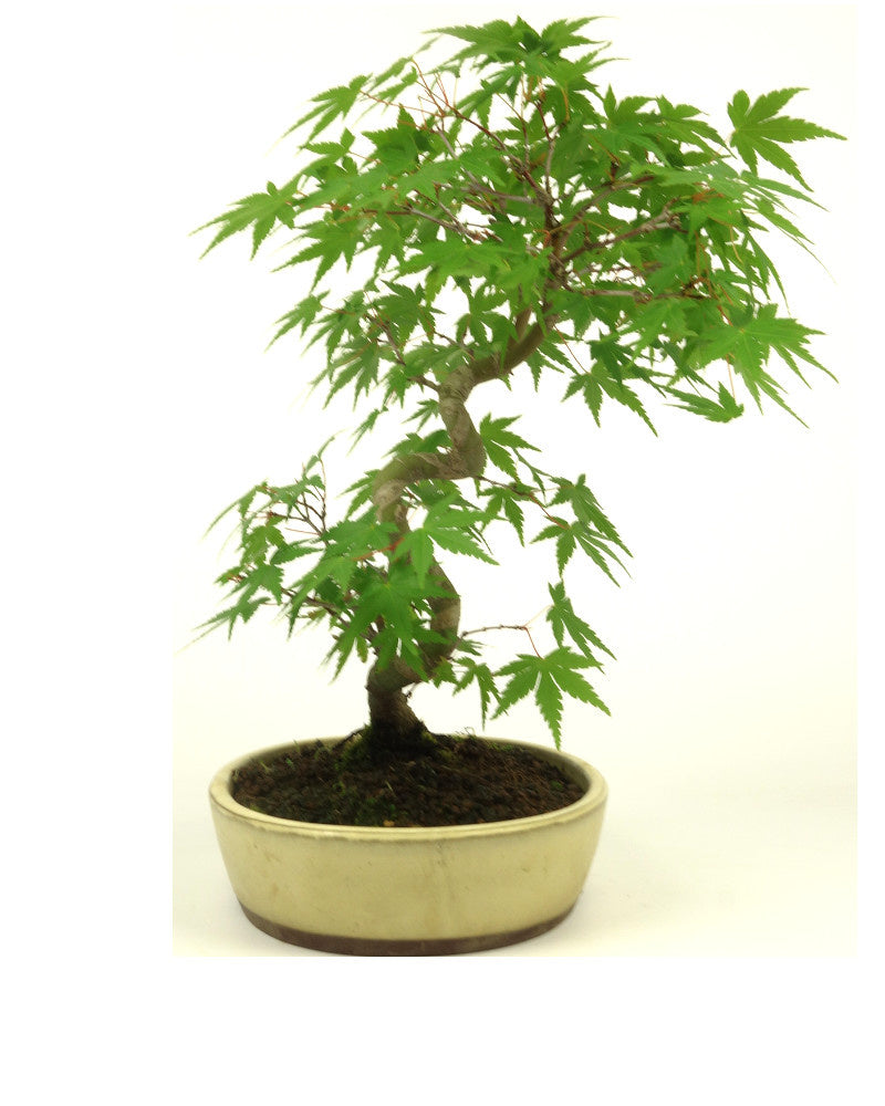 Buiten Bonsai Acer palmatum creme ovale pot 20cm, hoogte ~36cm