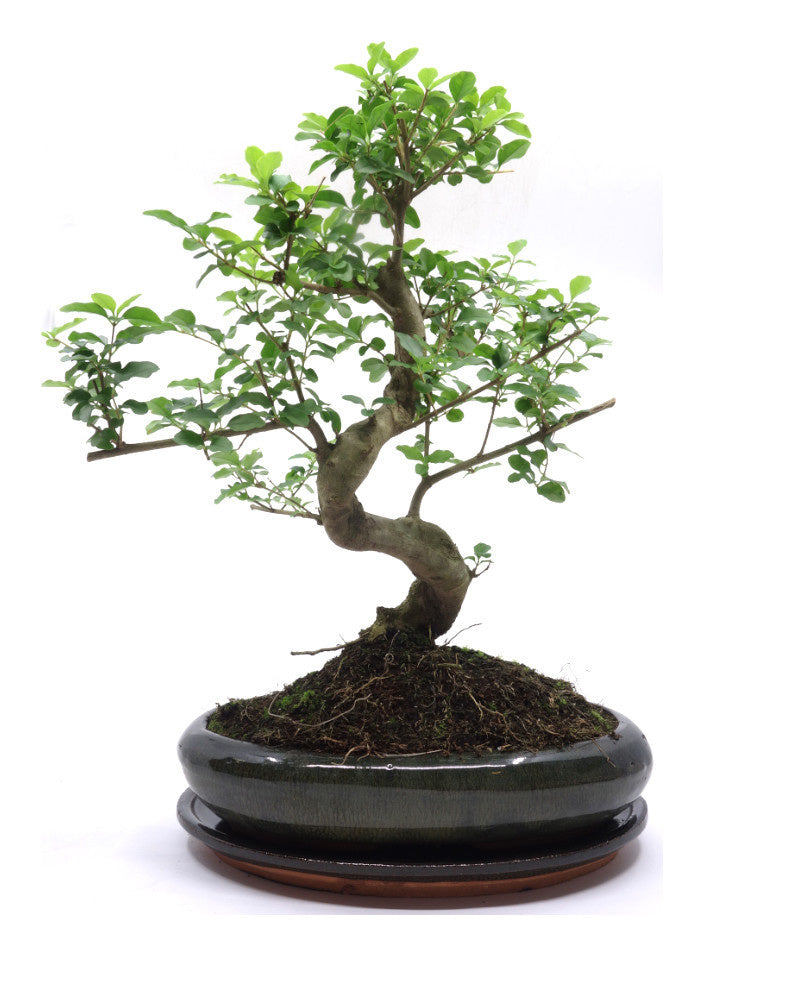 Binnen Bonsai Ligustrum sinensis shape groene ovale pot 29cm, hoogte ~ 45cm