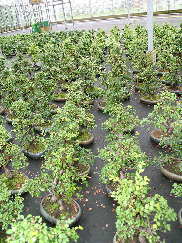 Binnen Bonsai Zelkova shape groene ovale pot 24cm, hoogte ~ 35cm
