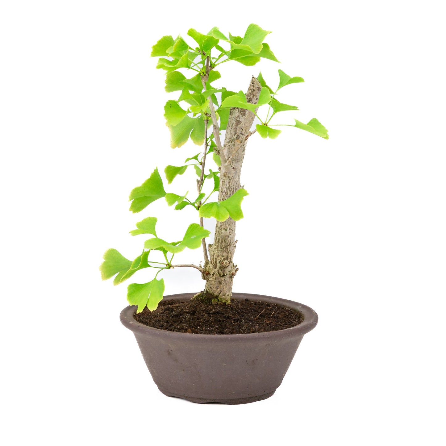 Ginkgo biloba, brauner runde Schale, 25 cm Durchmesser, Höhe ca. 46 cm