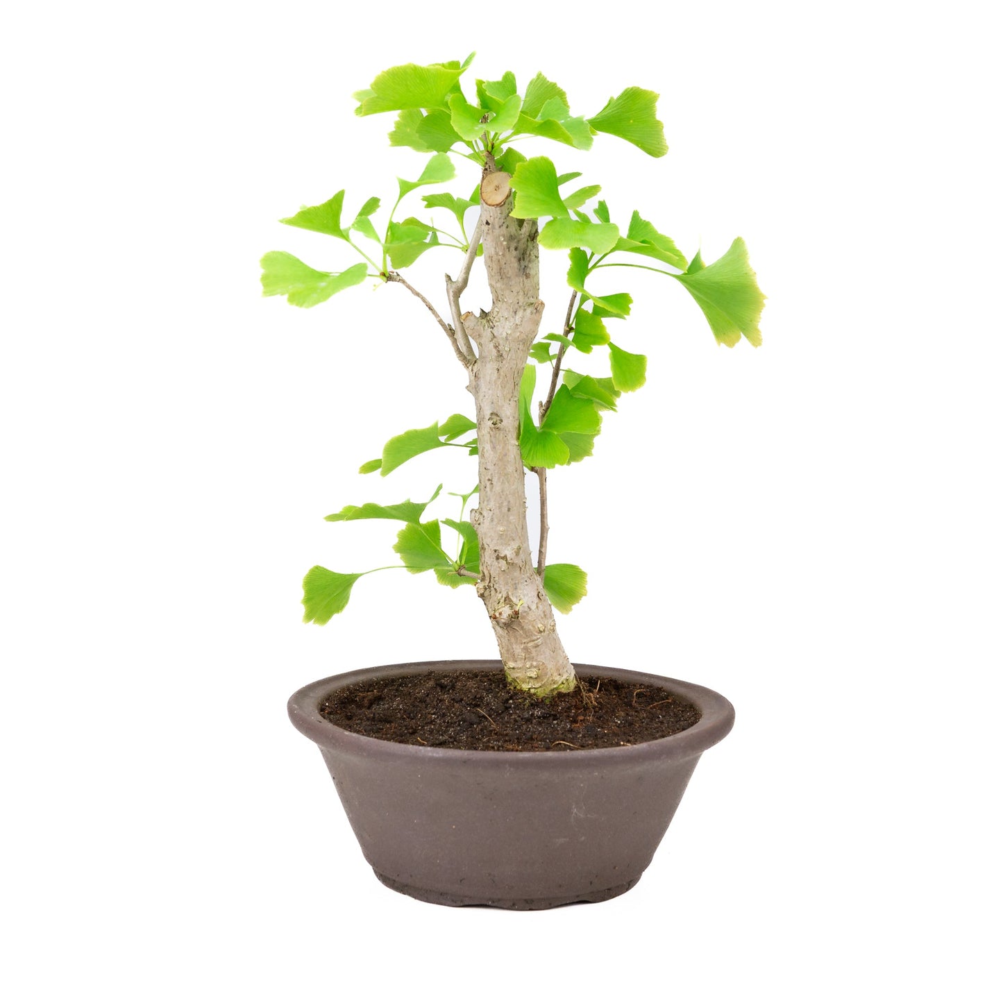 Ginkgo biloba, brauner runde Schale, 25 cm Durchmesser, Höhe ca. 46 cm