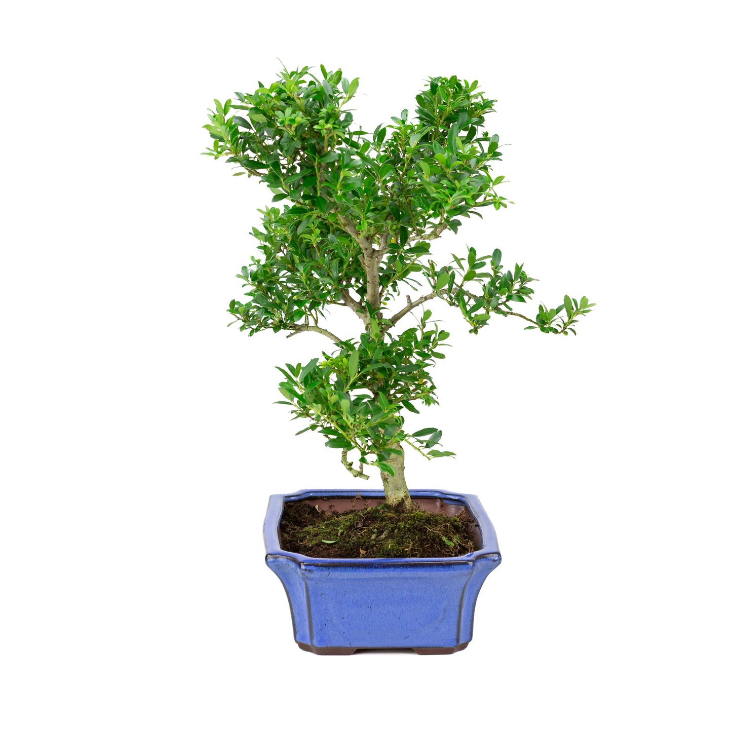 Ilex crenata blau, Schale 24 cm, Höhe ~43 cm