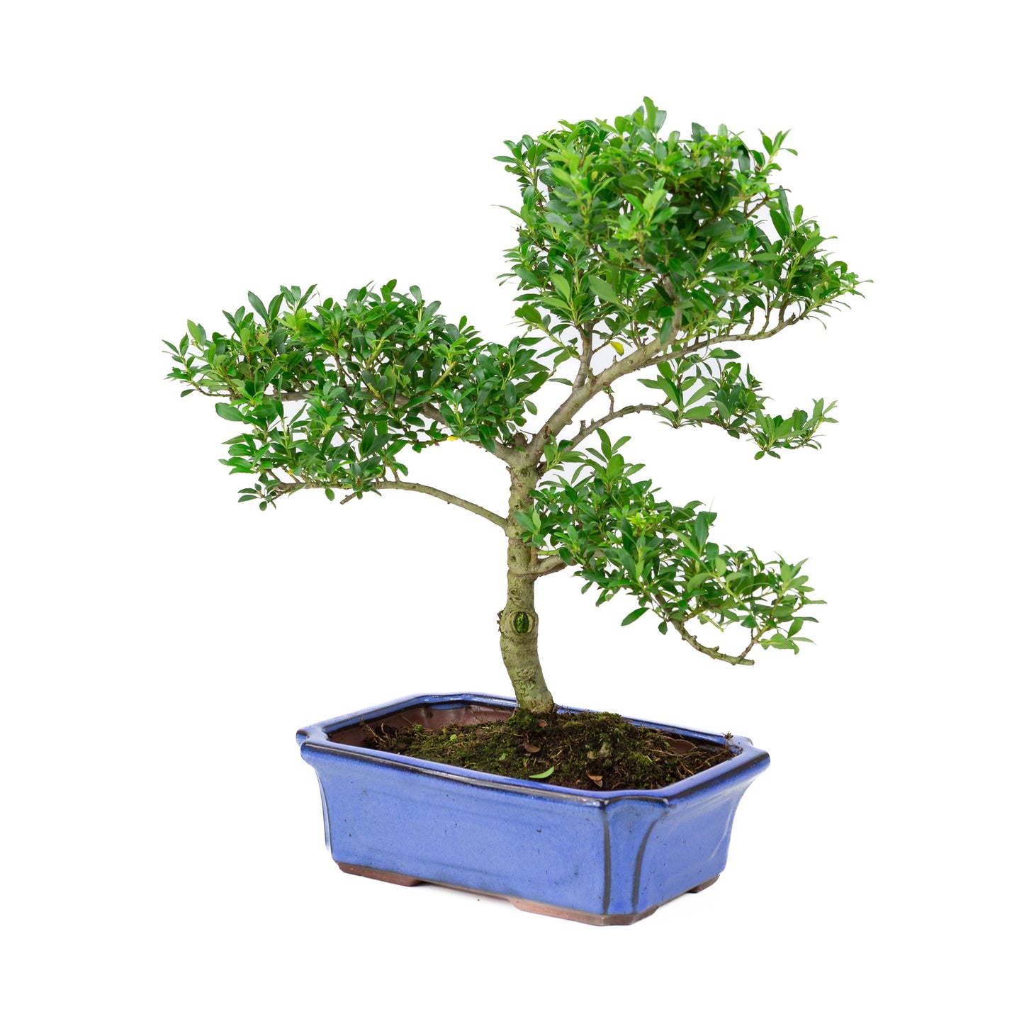Ilex crenata blau, Schale 24 cm, Höhe ~43 cm