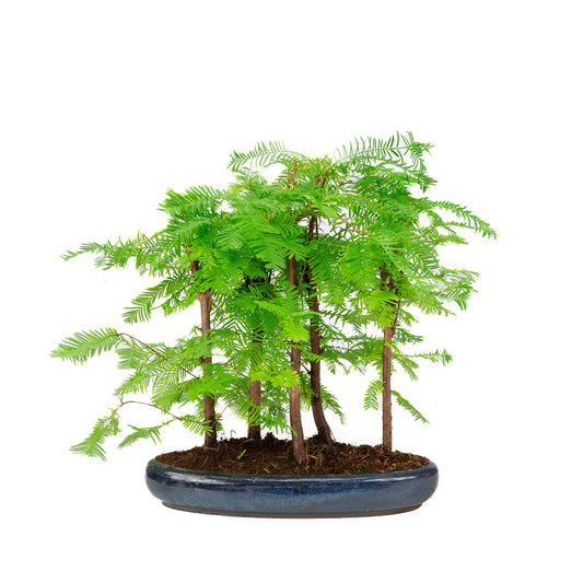 Metasequoia Gruppe 5 ovaler Schale 29cm, Höhe ~35cm