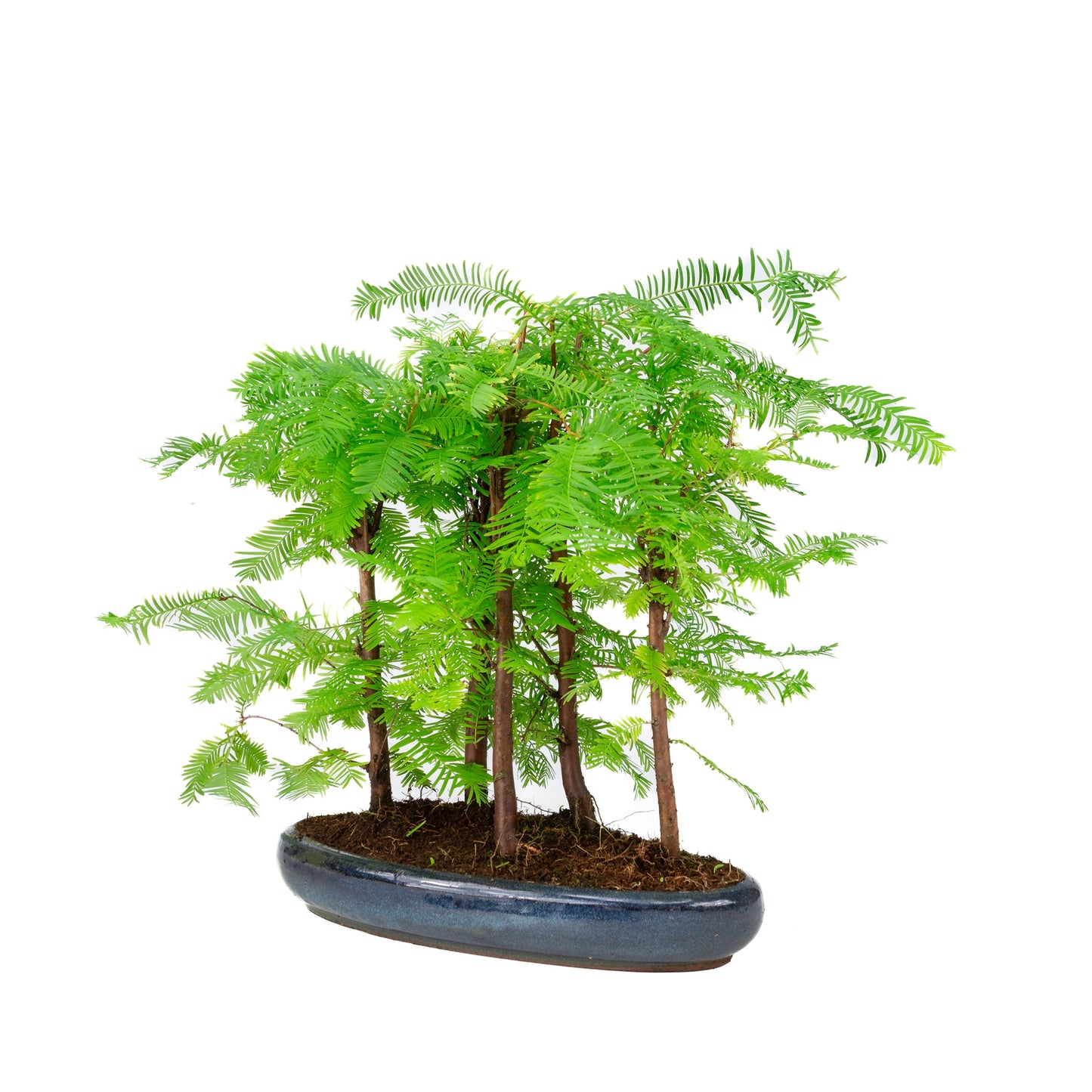 Metasequoia glyptostroboides Gruppe 5, ovale Schale, 30 cm Durchmesser, Höhe ca. 35 cm
