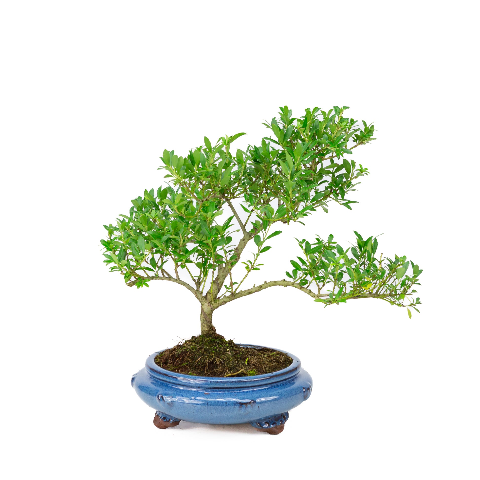 Buiten Bonsai Ilex crenata blauwe rechthoekige pot 20cm, hoogte ~36cm