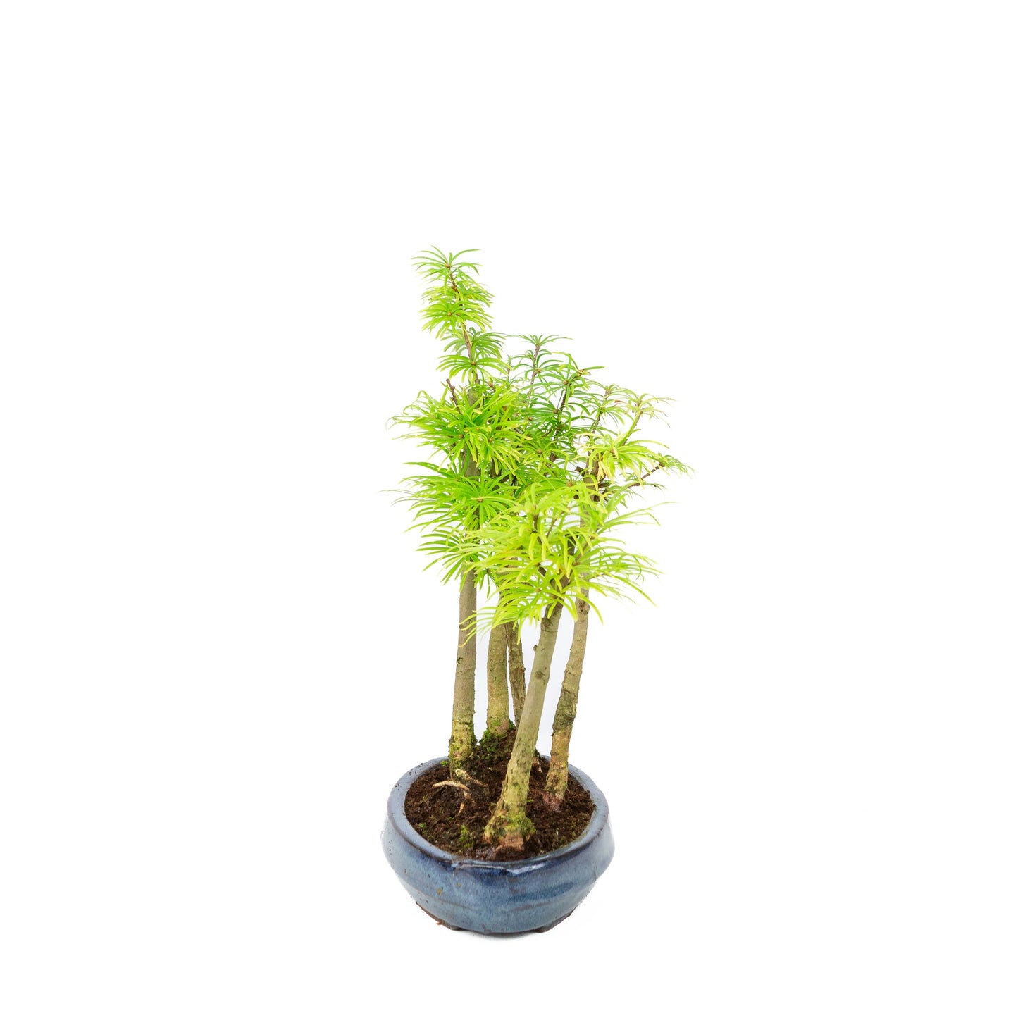 Pseudolarix amabilis 'Forest Blue', ovale Schale, 25 cm Durchmesser, Höhe ca. 35 cm