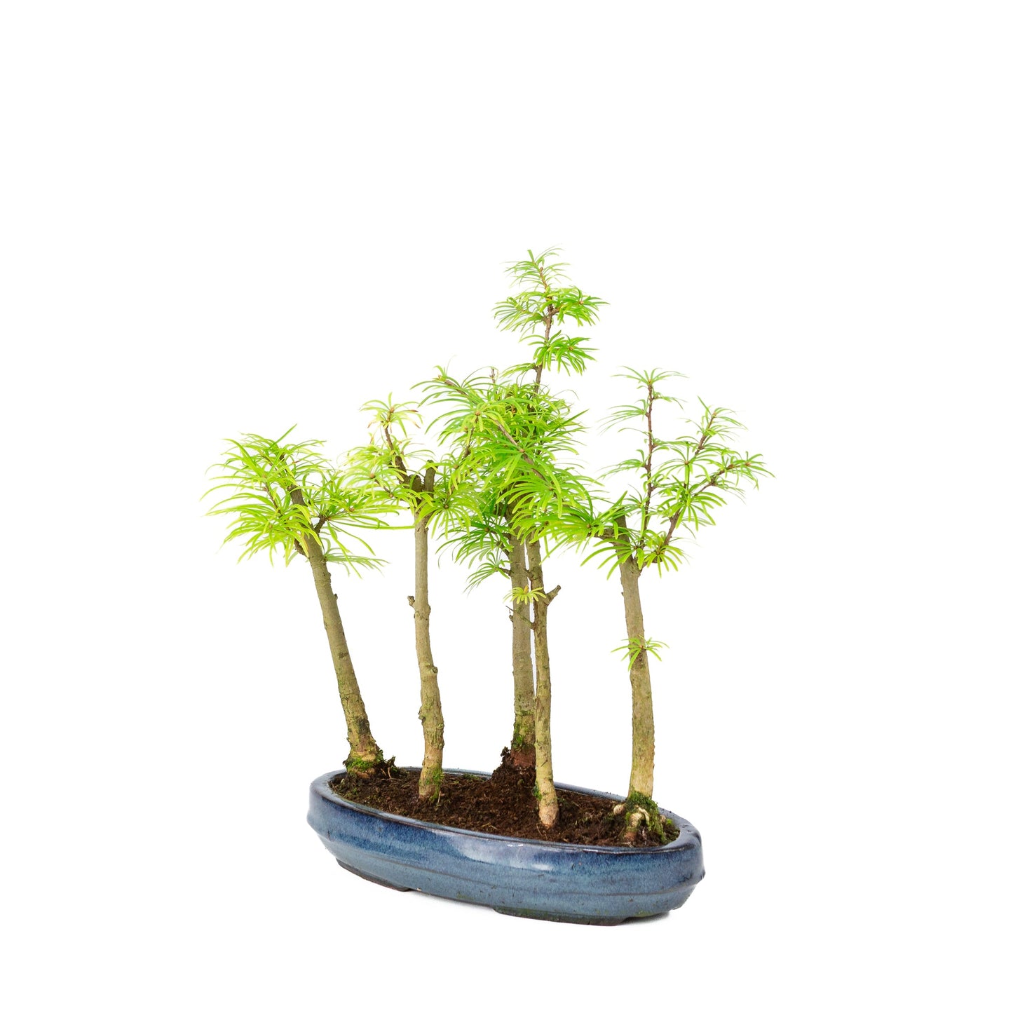 Pseudolarix amabilis 'Forest Blue', ovale Schale, 25 cm Durchmesser, Höhe ca. 35 cm