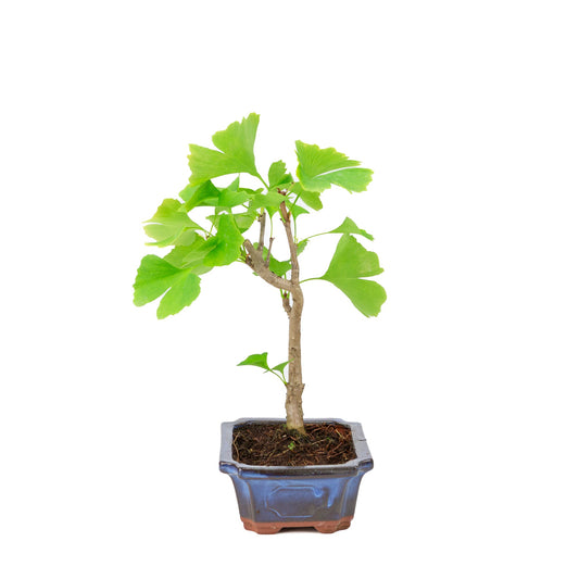 Ginkgo biloba blauer rechteckiger Schale 20cm, Höhe 35cm