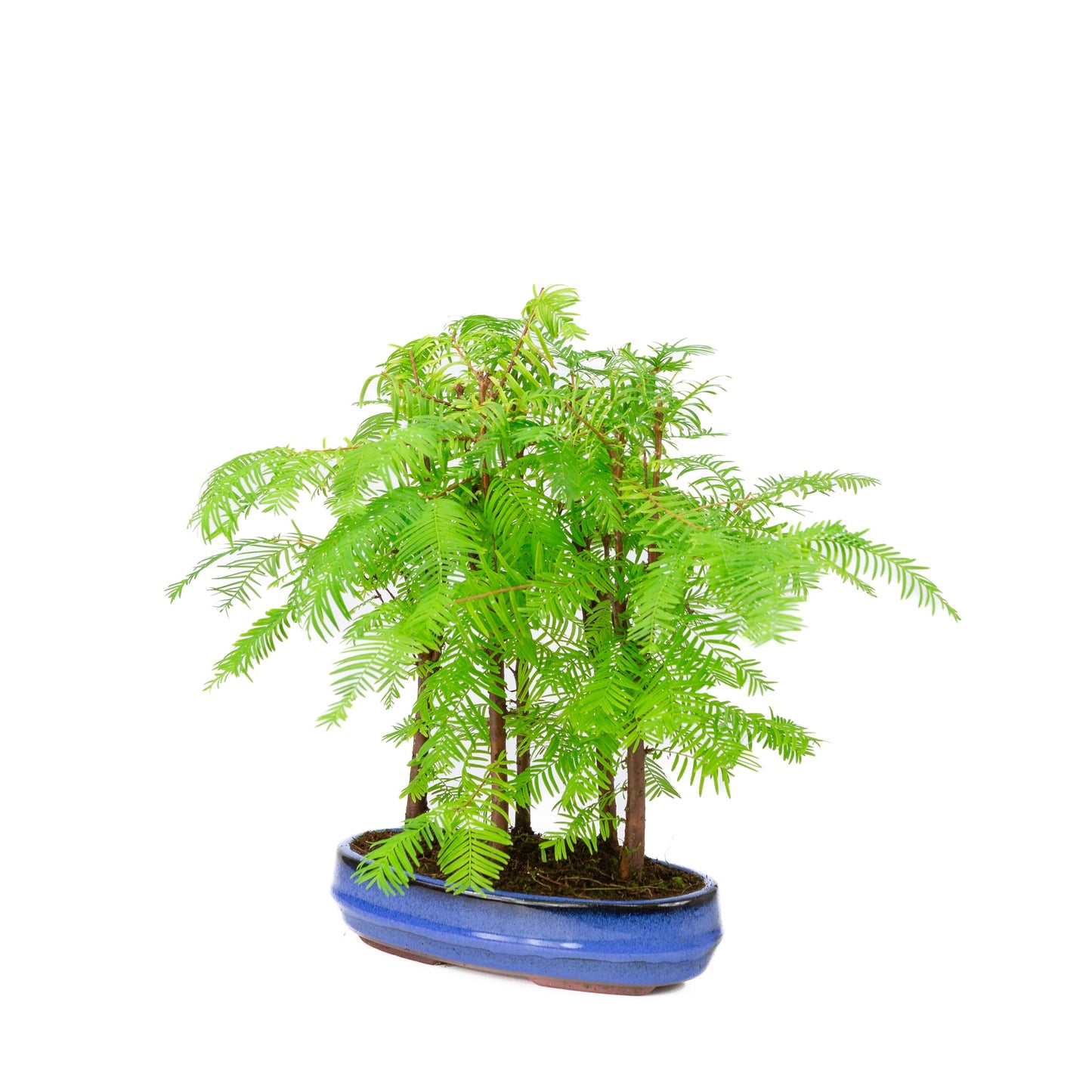 Metasequoia glyptostroboides Gruppe 5, ovale Schale, 22 cm Durchmesser, Höhe ca. 33 cm