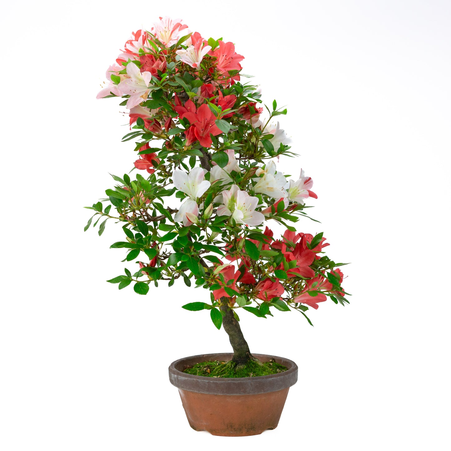 Rhododendron indicum 'Yume Monogatari' (satsuki azalea), hoogte ~62cm