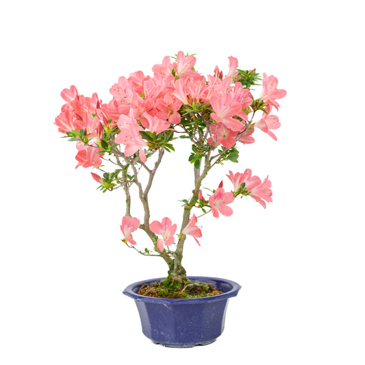 Rhododendron indicum 'Toki' (Satsuki-Azalee), Höhe ca. 47cm