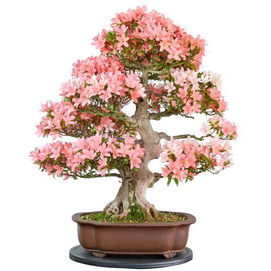 Rhododendron indicum (Satsuki-Azalee), Höhe ~77cm