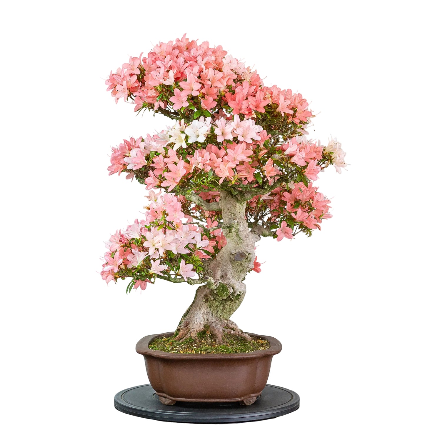 Rhododendron indicum (satsuki azalea), hoogte ~77cm
