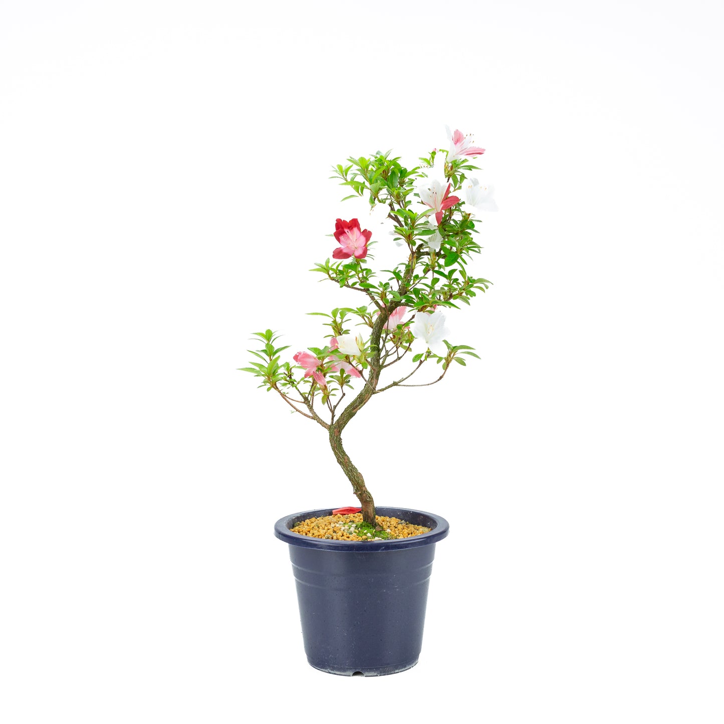 Rhododendron indicum 'Yubi no Kagayaki' (satsuki azalea), hoogte ~56cm