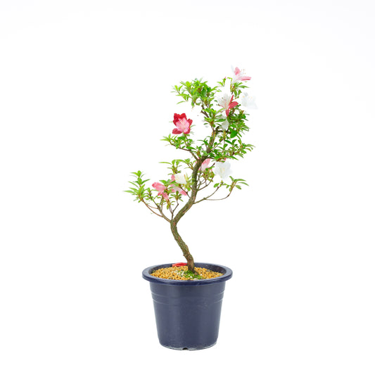 Rhododendron indicum 'Yubi no Kagayaki' (Satsuki-Azalee), Höhe ~56cm