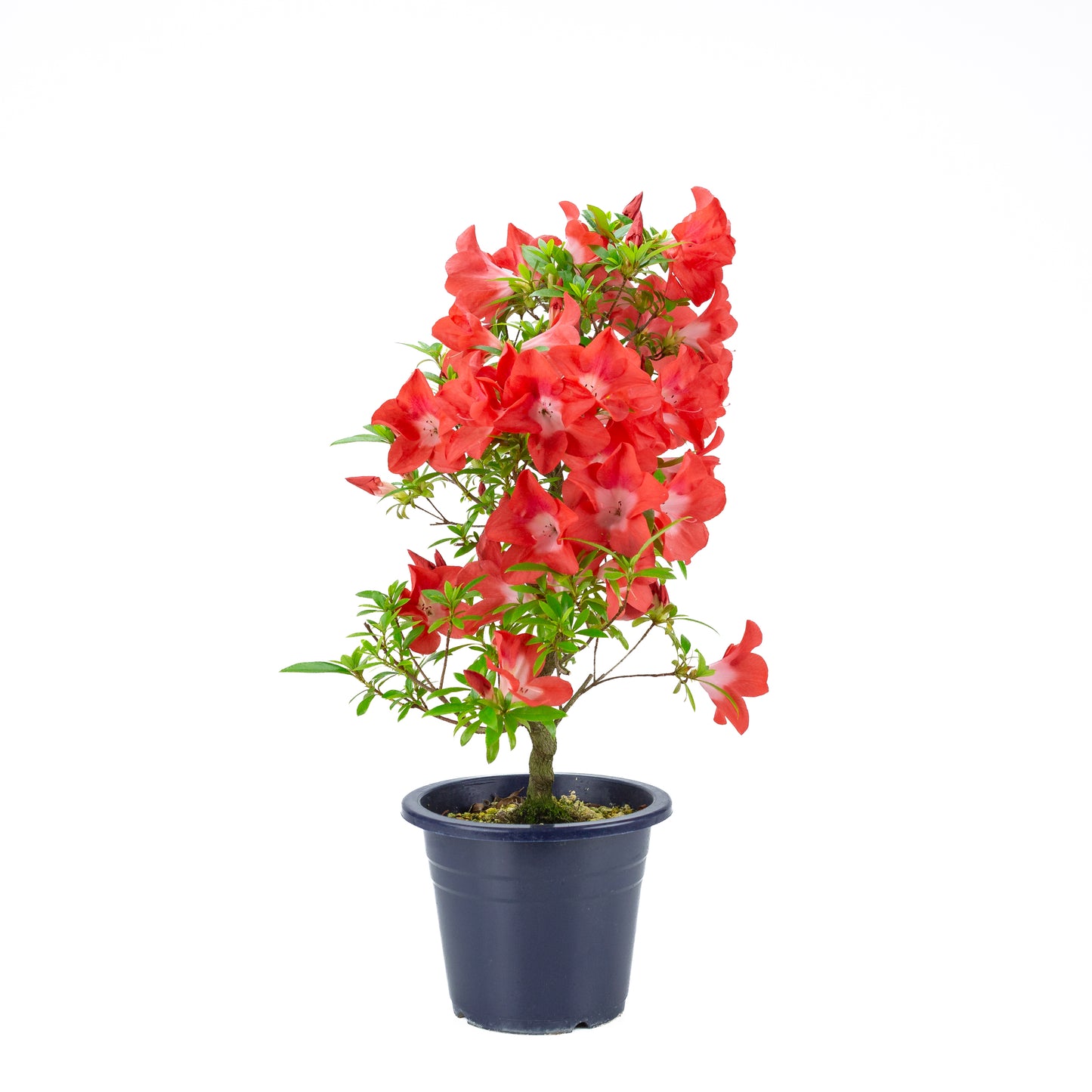 Rhododendron indicum 'Umihotaru' (satsuki azalea), hoogte ~56cm