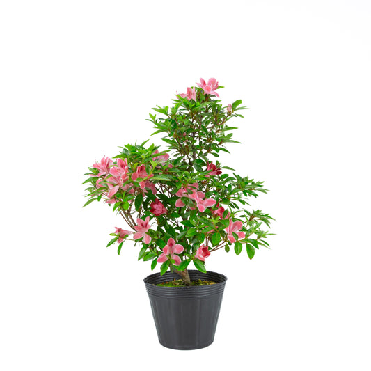 Rhododendron indicum 'Hatsukoi' (Satsuki-Azalee), Höhe ~54cm
