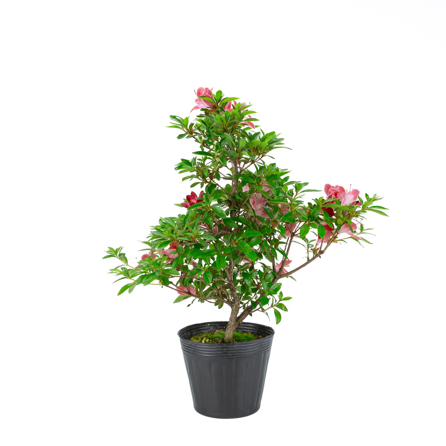 Rhododendron indicum 'Hatsukoi' (satsuki azalea), hoogte ~54cm
