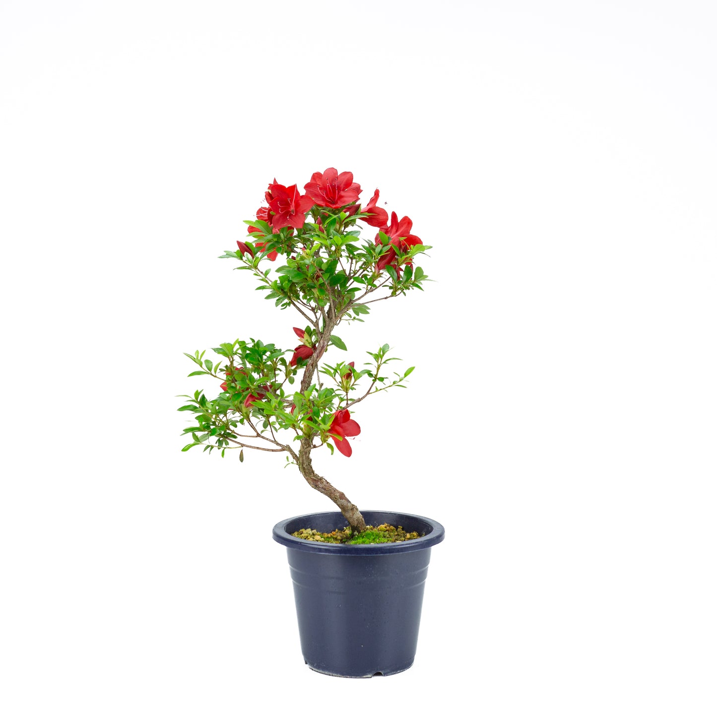 Rhododendron indicum 'Kangiten' (satsuki azalea), hoogte ~54cm