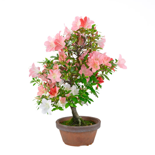 Rhododendron indicum 'Yumekoyo' (satsuki azalea), hoogte ~58cm