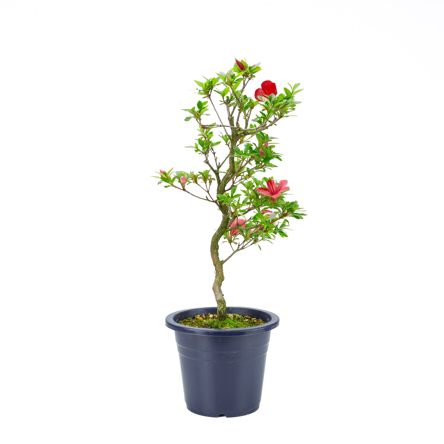 Rhododendron indicum 'Kangiten' (satsuki azalea), hoogte ~56cm