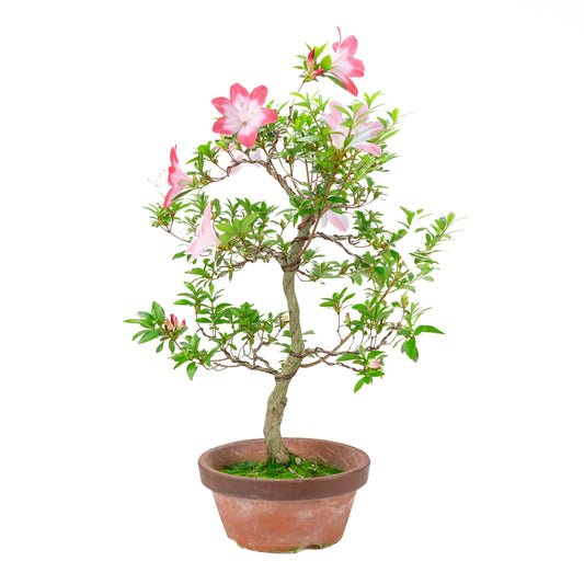 Rhododendron indicum 'Hatsukoi' (Satsuki-Azalee), Höhe ~62cm
