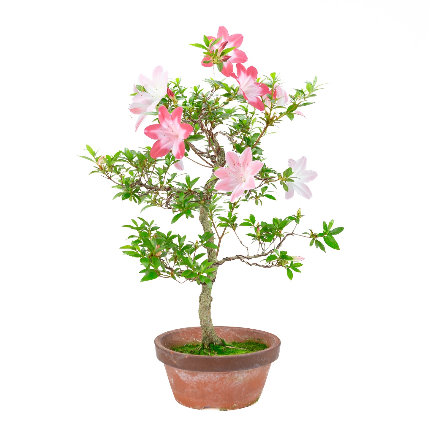 Rhododendron indicum 'Hatsukoi' (satsuki azalea), hoogte ~62cm