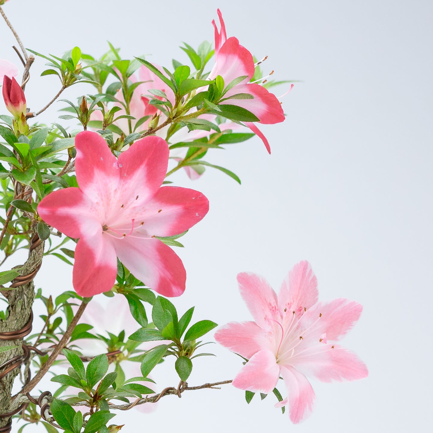 Rhododendron indicum 'Hatsukoi' (satsuki azalea), hoogte ~62cm