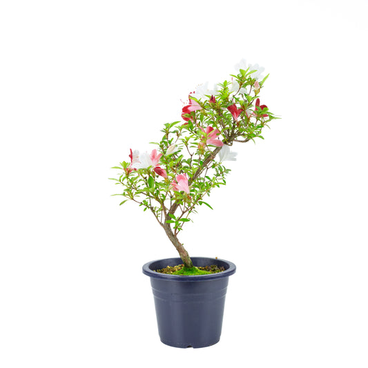Rhododendron indicum 'Yubi no Kagayaki' (Satsuki-Azalee), Höhe ~54cm