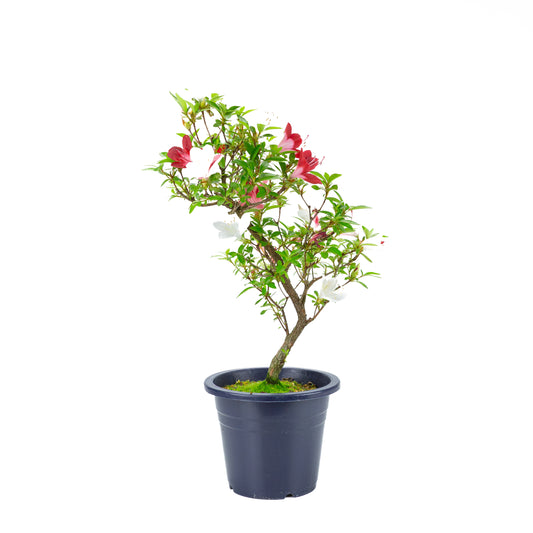 Rhododendron indicum 'Yubi no Kagayaki' (Satsuki-Azalee), Höhe ~54cm