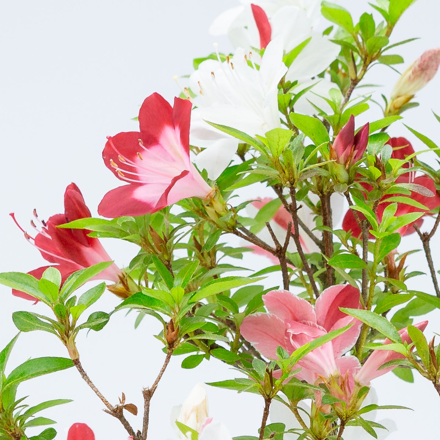 Rhododendron indicum 'Yubi no Kagayaki' (satsuki azalea), hoogte ~54cm