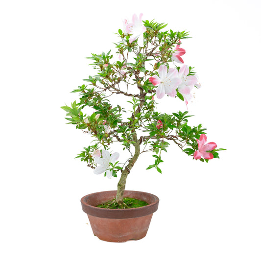 Rhododendron indicum 'Hatsukoi' (Satsuki-Azalee), Höhe ~59cm