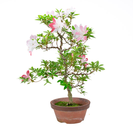 Rhododendron indicum 'Hatsukoi' (Satsuki-Azalee), Höhe ~59cm