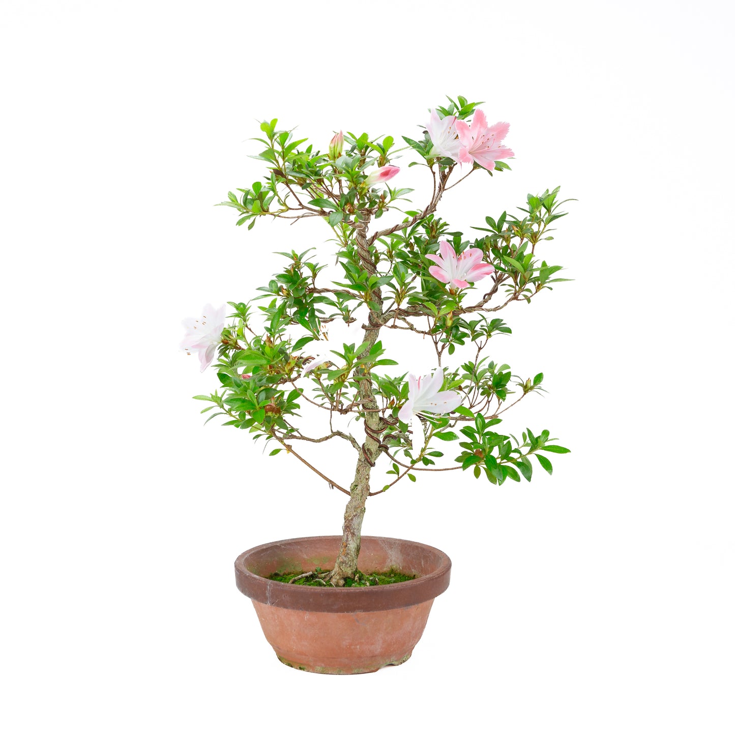 Rhododendron indicum 'Hatsukoi' (satsuki azalea), hoogte ~56cm