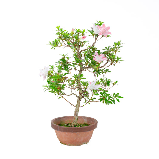 Rhododendron indicum 'Hatsukoi' (Satsuki-Azalee), Höhe ca. 56 cm