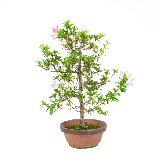 Rhododendron indicum 'Hatsukoi' (Satsuki-Azalee), Höhe ca. 56 cm