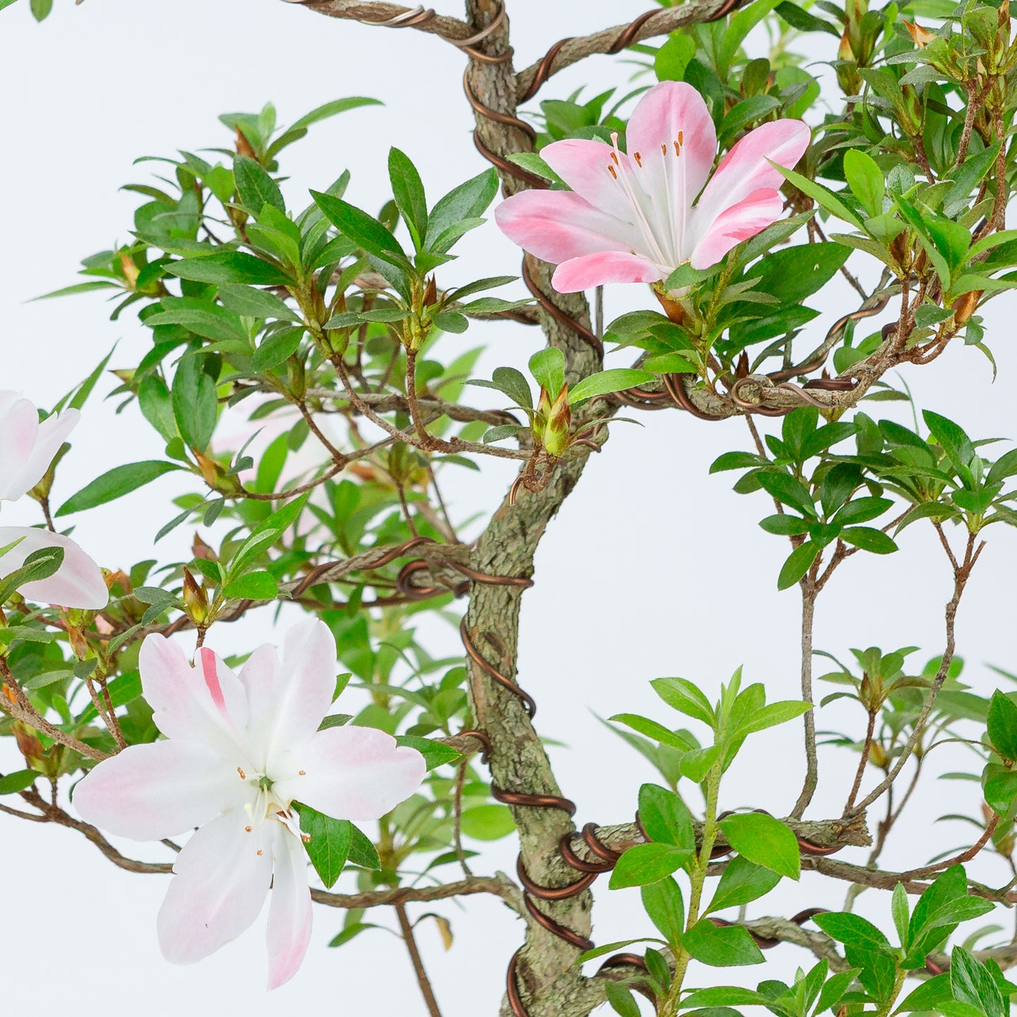 Rhododendron indicum 'Hatsukoi' (satsuki azalea), hoogte ~56cm