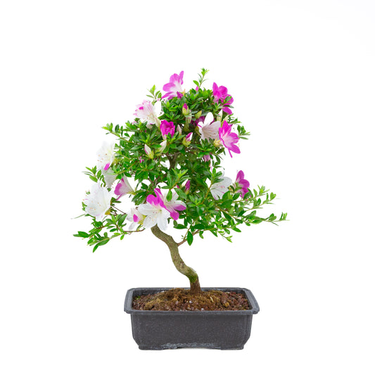 Rhododendron indicum 'Ruka' (Satsuki-Azalee), Höhe ~54cm
