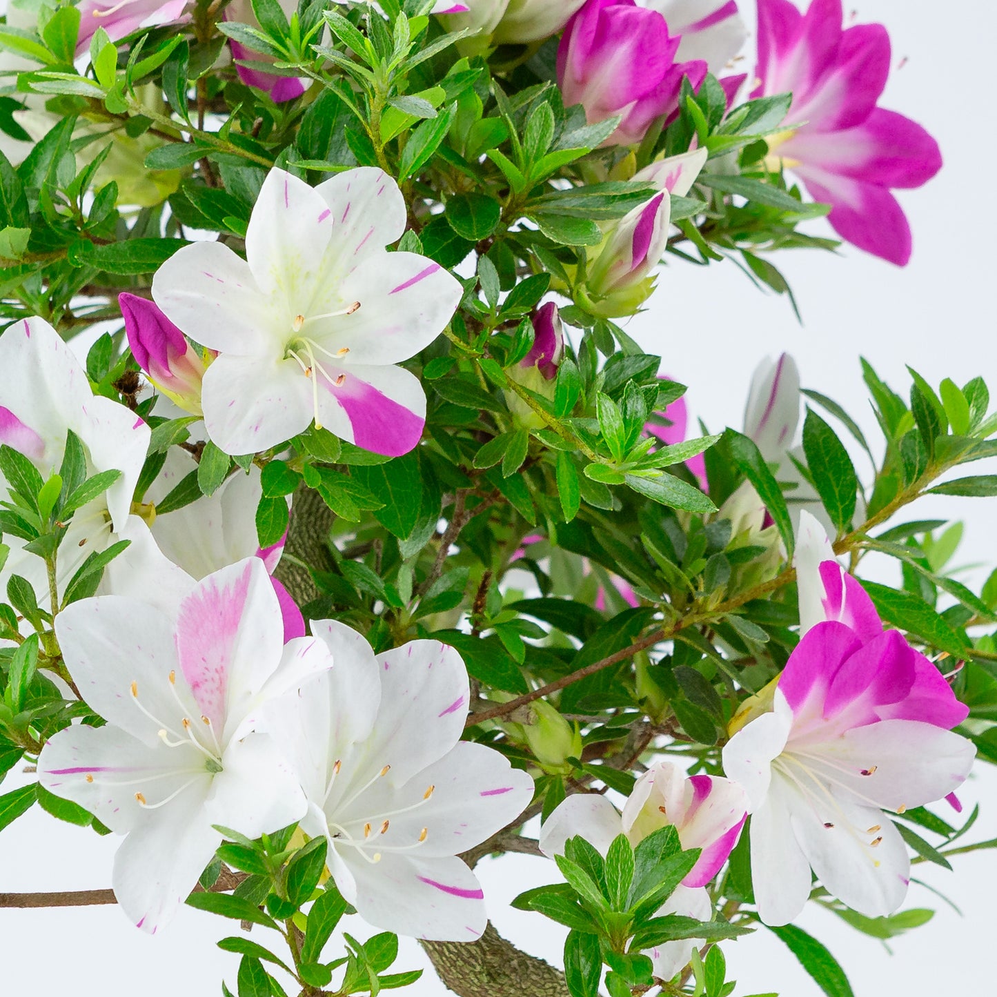 Rhododendron indicum 'Ruka' (satsuki azalea), hoogte ~54cm