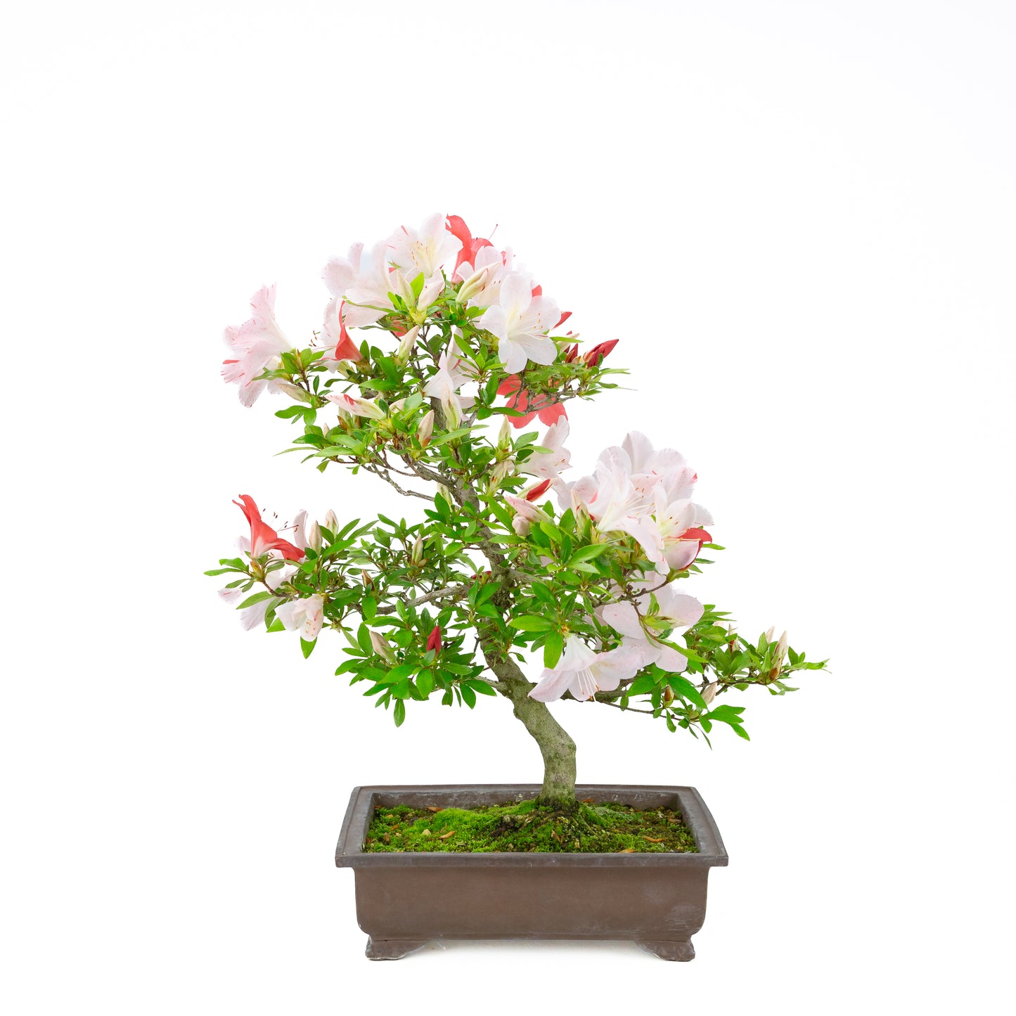Rhododendron indicum 'Minaru' (satsuki azalea), hoogte ~54cm