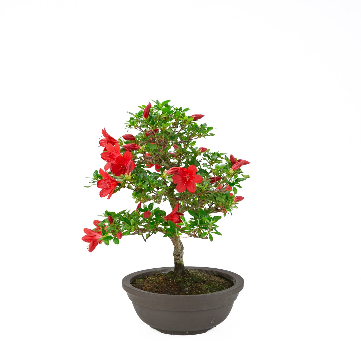 Rhododendron indicum 'Suzakuhime' (satsuki azalea), hoogte ~46cm